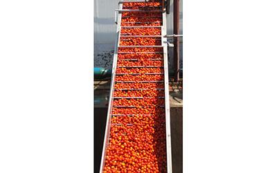 Fruit Pre-Processing Machine