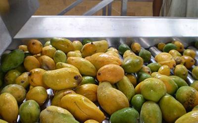 Mango Pulp Processing Line