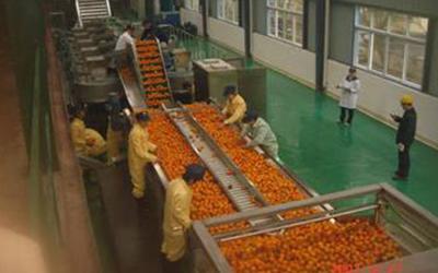 Orange Juice Concentrate Processing Line