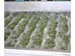 Canned Beans Processing Line